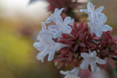 Close-up of white flowering plant
