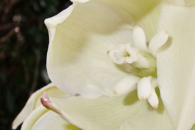 Close-up of white flowers