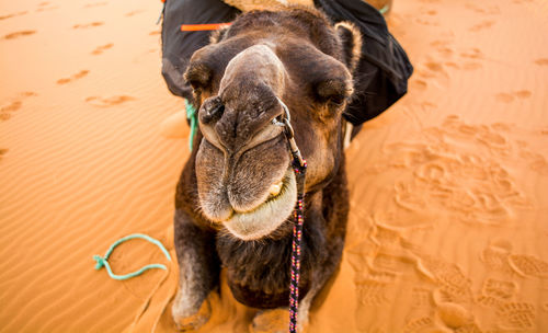 Close-up of horse sitting on sand