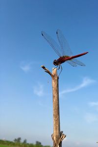 Close-up of damselfly perching on branch against blue sky