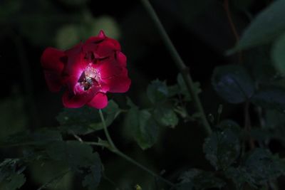 Close-up of pink rose