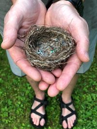 Low section of person holding nest on field