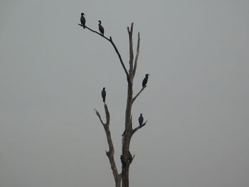 Low angle view of bare tree against clear sky