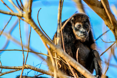 Low angle view of monkey sitting on tree