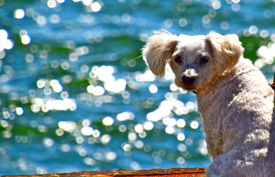 Close-up of dog looking away