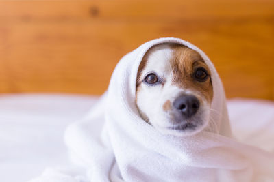 Close-up portrait of dog