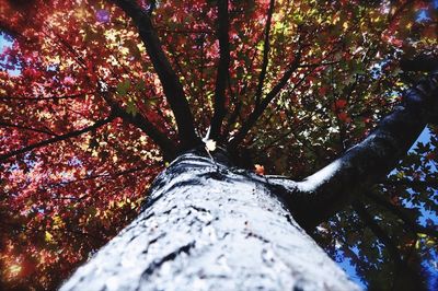 Low angle view of trees