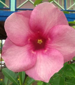 Close-up of flower blooming outdoors