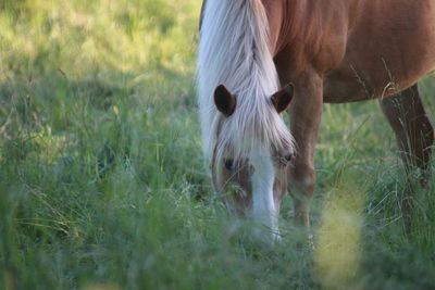 Horse grazing in a field