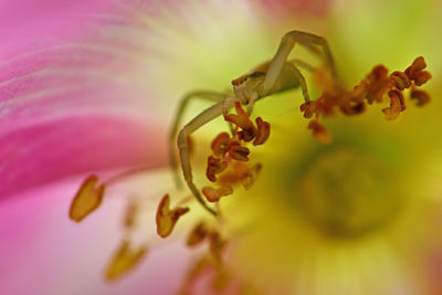 Close-up of flowering plant