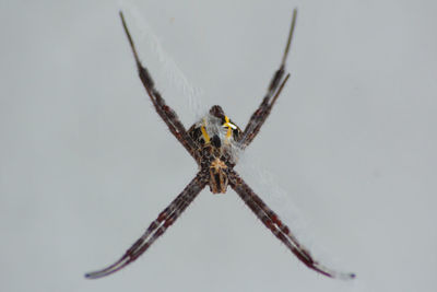 Close-up of spider on web