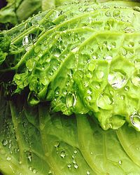 Macro shot of water drops on leaf