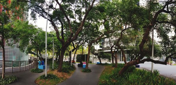 Footpath amidst trees in park