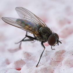 Macro shot of fly