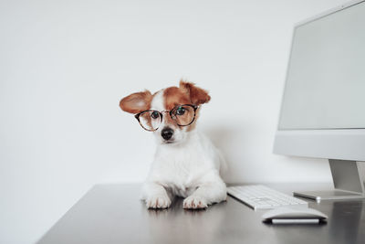 Jack russell dog wearing eye wear working at home office on computer. technology and pets