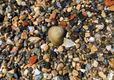 High angle view of shell on pebbles at beach