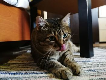 Close-up portrait of a cat at home