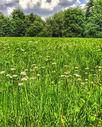 Scenic view of field against sky