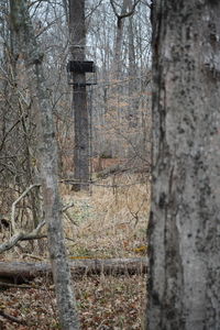 Close-up of tree trunk in forest