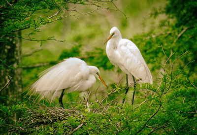 White ducks on a land