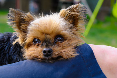 Portrait of dog with person