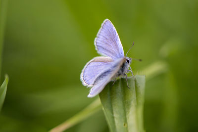 Close-up of insect on flower