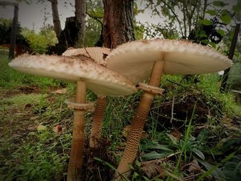 Close-up of mushroom growing on tree trunk