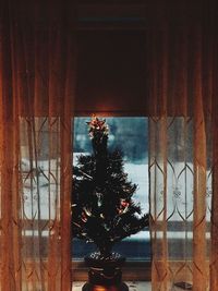 Close-up of tree against window