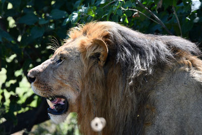 Close-up of horse