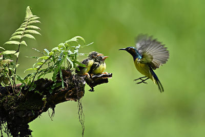 Bird flying over a plant