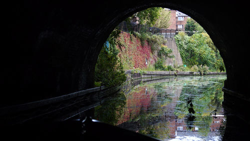 Reflection of trees in water