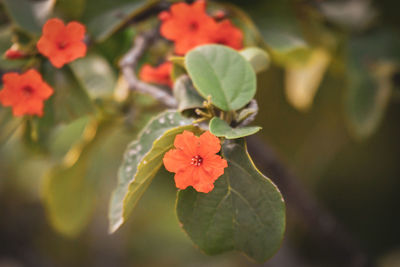 Close-up of red flowering plant