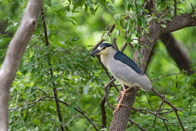 Low angle view of bird perching on tree