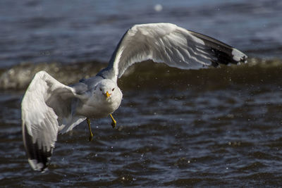 Seagulls flying over lake