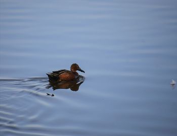 High angle view of duck swimming in lake