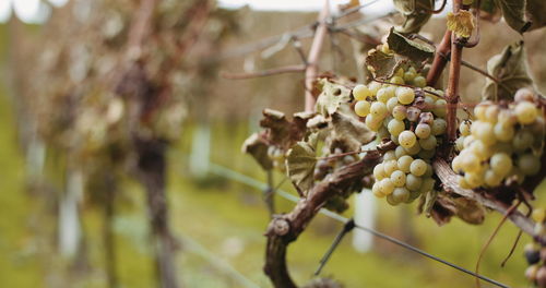 Close-up of grapes growing on tree