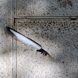 High angle view of bird