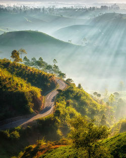 High angle view of trees on landscape