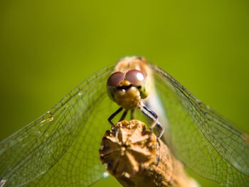 Close-up of insect on leaf