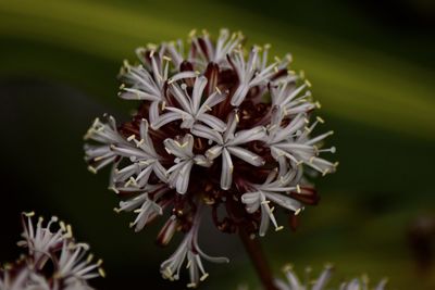 Close-up of white flowering plant photo du pacific 