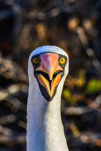 Close-up portrait of angry bird