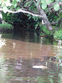 View of birds in lake