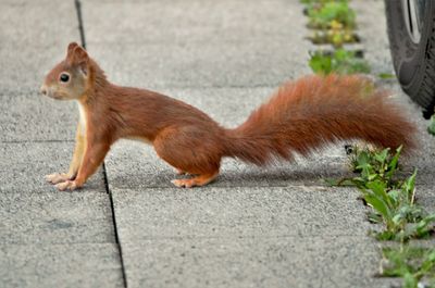 Close-up of squirrel