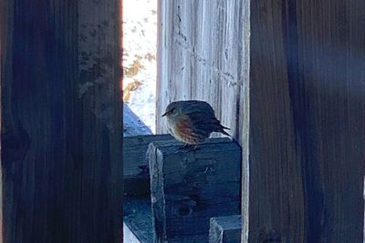Low angle view of bird perching on wood window