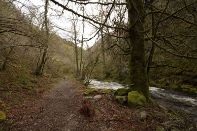 Trees in forest