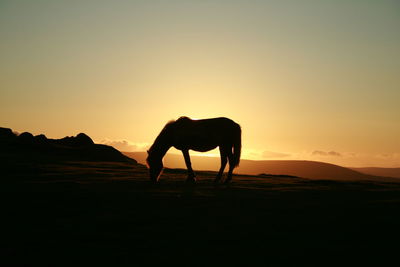 Dartmoor pony at sunset