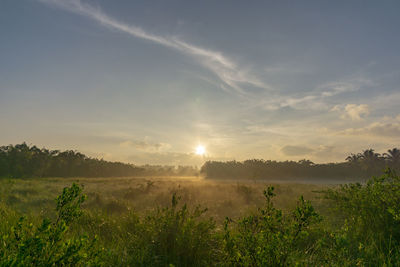 Scenic view of field against sky