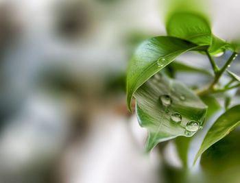 Close-up of wet plant leaves