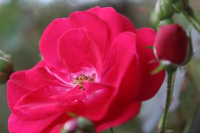 Close-up of pink flowers