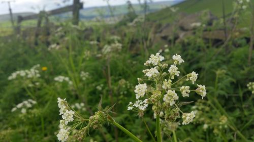 Close-up of flowers growing in field